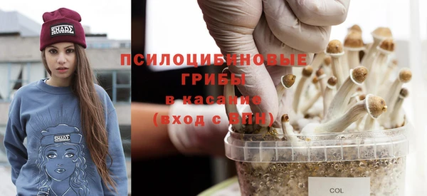 стаф Алзамай